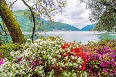 Parco Ciani