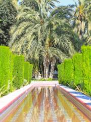 Palm Groves (Palmeral) of Elche