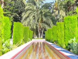 Palm Groves (Palmeral) of Elche