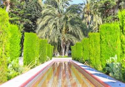 Palmenhain von Elche