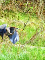 Inglewood Bird Sanctuary & Nature Centre