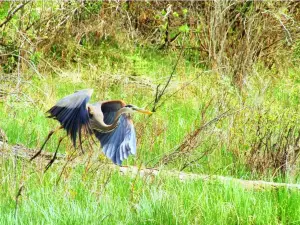 Inglewood Bird Sanctuary & Nature Centre