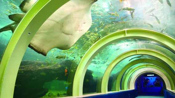 Aquarium Asamushi