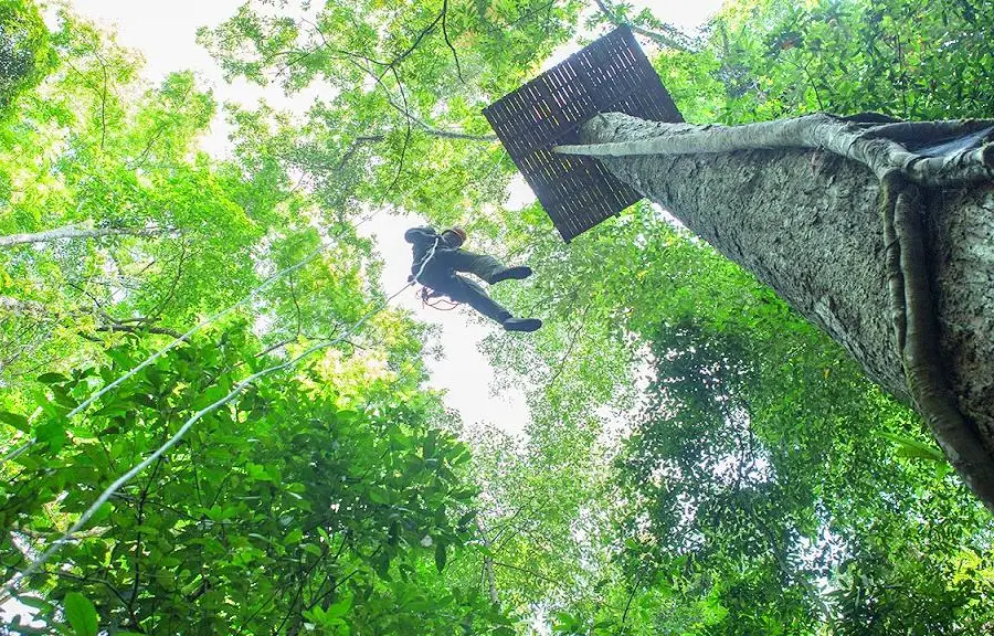 西雙版納原始森林公園叢林飛躍