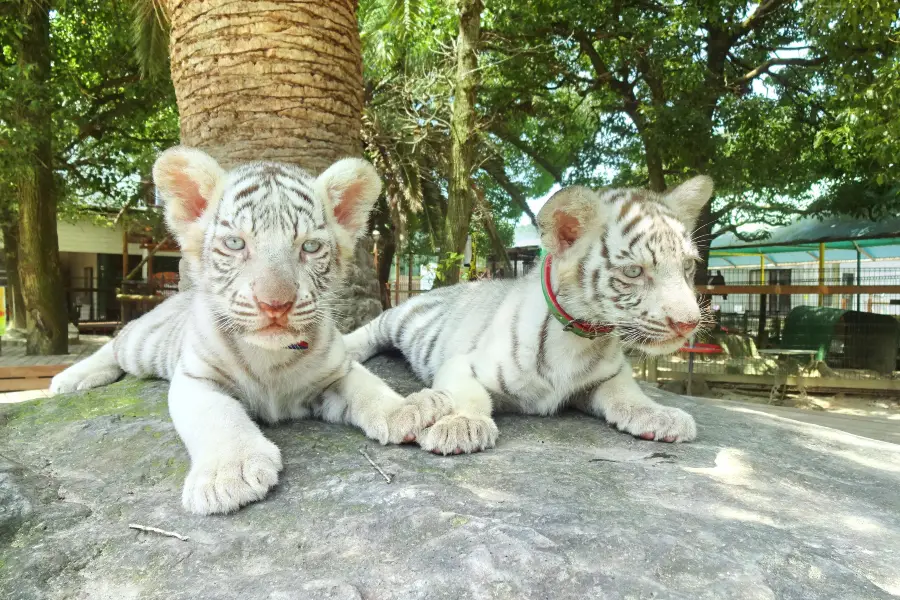 しろとり動物園