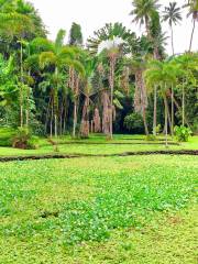 The Exotic Garden of Roscoff