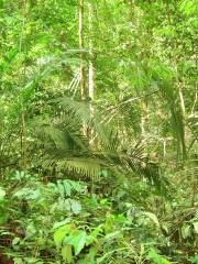 Foresta di Kota Damansara