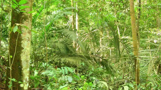 Kota Damansara Community Forest Reserve