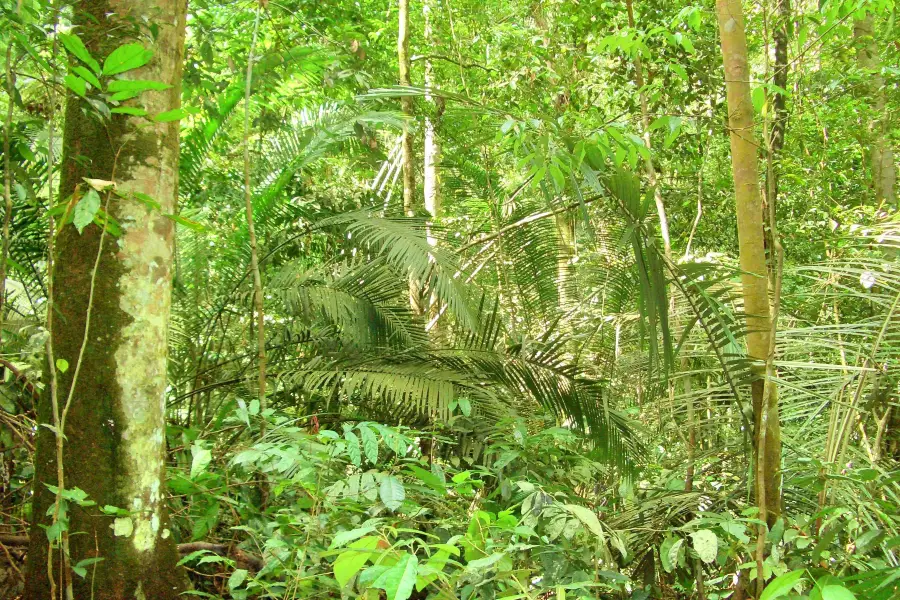 Foresta di Kota Damansara