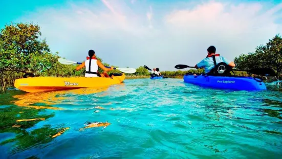 Mangrove Forest Canoeing In Abu Dhabi