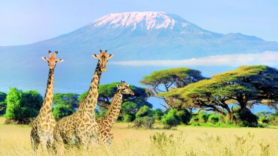 Mt Kilimanjaro