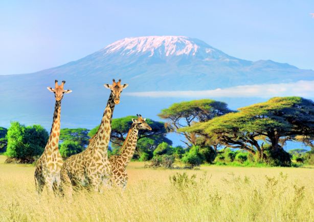 Mt Kilimanjaro