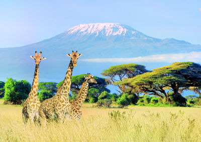 Mt Kilimanjaro