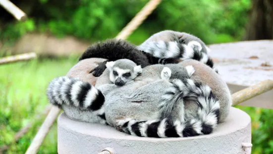 舊金山動物園