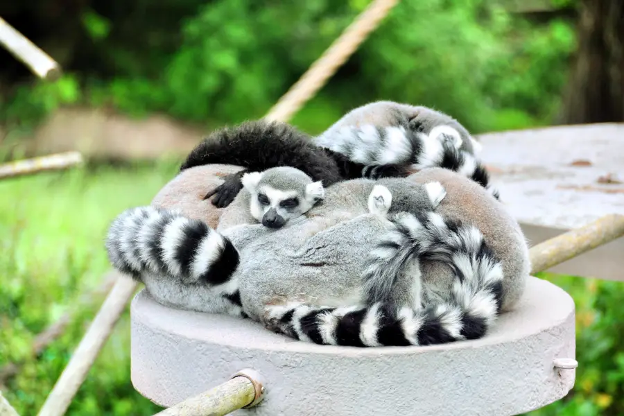 サンフランシスコ動物園