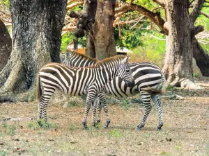 Calauit Island National Park