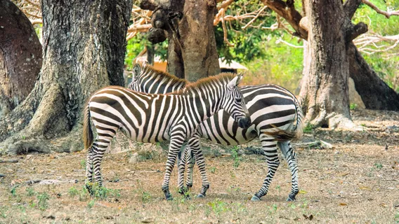 Calauit Island National Park