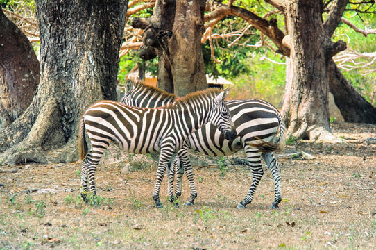 Calauit Island National Park