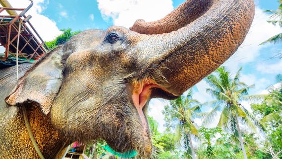 Парк Элефант