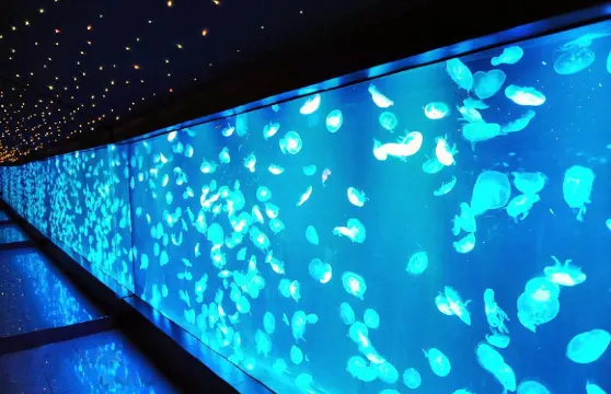 南通海底世界門票（包括鸚鵡／海獸／水底表演）成人