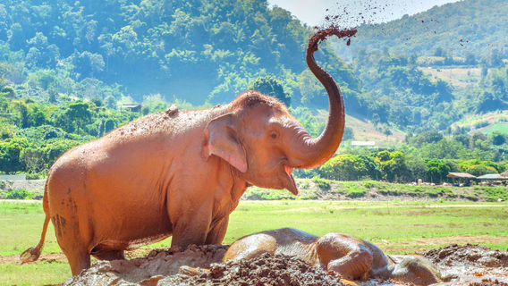 Elephant Nature Park