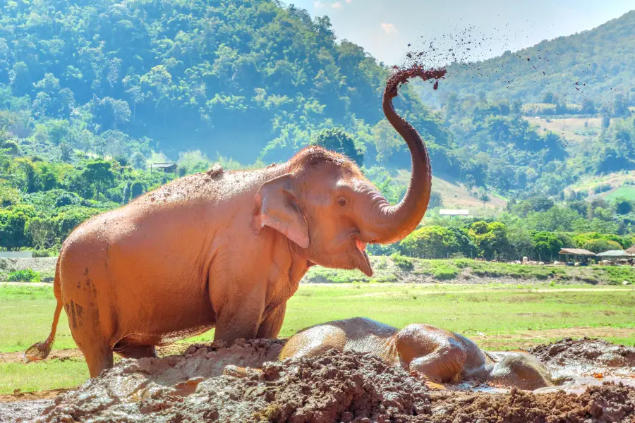 Elephant Nature Park