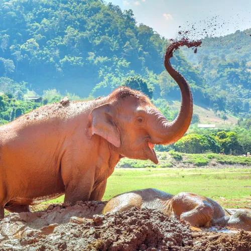 Elephant Nature Park