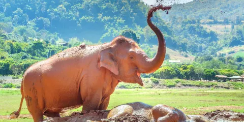 大象自然保護公園
