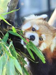 旭川市旭山動物園