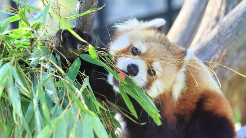 Asahiyama Zoo