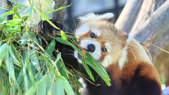 旭川市旭山動物園