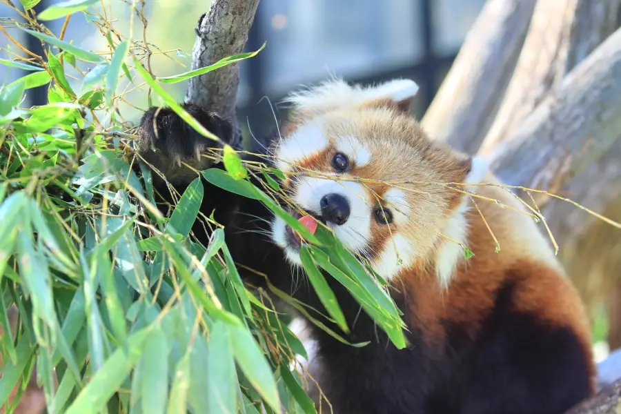 Zoo d'Asahiyama