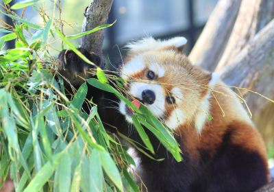 zoo di Asahiyama