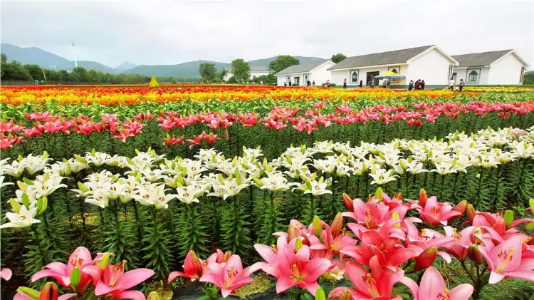 Suiping