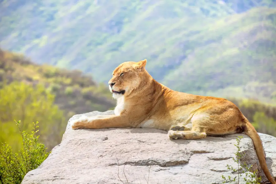 八達嶺野生動物世界