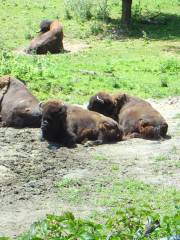 ミネソタ動物園