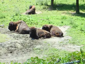 ミネソタ動物園