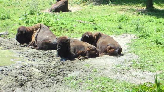 Minnesota Zoo