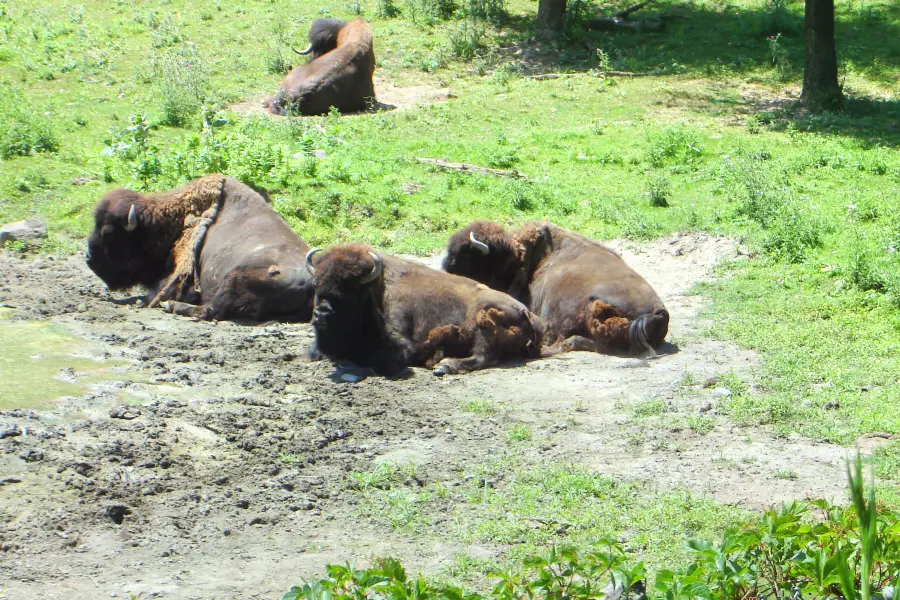 ミネソタ動物園