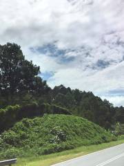 papar durian orchard