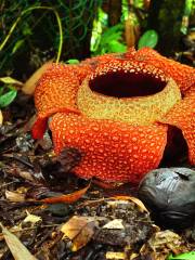 Tambunan Rafflesia Reserve