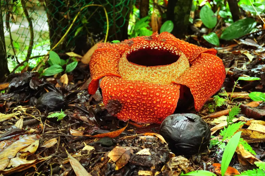 Tambunan Rafflesia Reserve