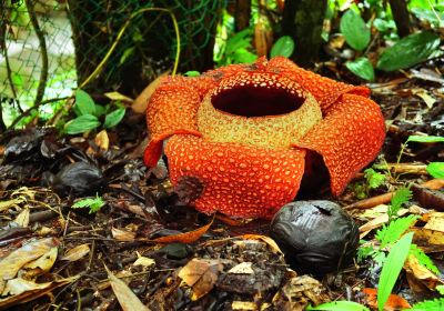 Rafflesia Forest Reserve Centre
