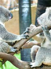 Koala Conservation Reserve