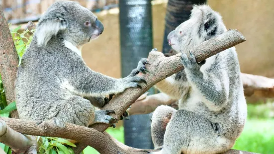 Koala Conservation Reserve