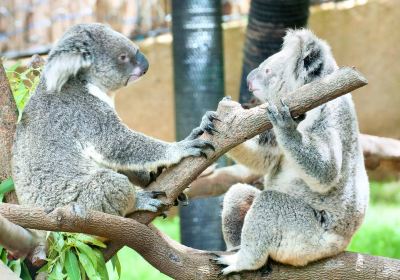 Koala Conservation Centre