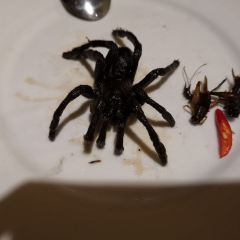 Romdeng User Photo