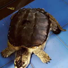 良昌美食城張用戶圖片