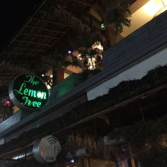 Lemon Tree User Photo