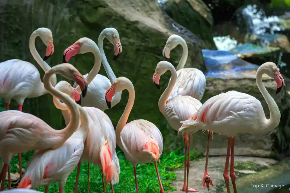 4_KL Bird Park